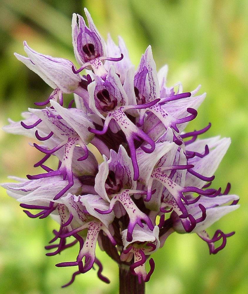 Orchis morio, Orchis pallens, Orchis simia, Orchis provincia